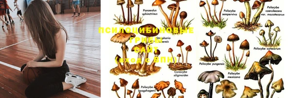 шишки Ельня